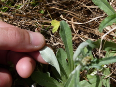 Gamochaeta argyrinea