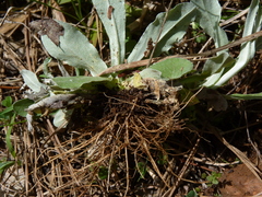 Gamochaeta argyrinea