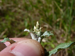 Gamochaeta argyrinea