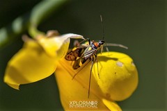 Closterocoris amoenus
