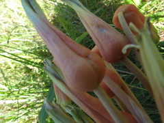 Asphodelaceae