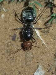 Myrmecocystus placodops