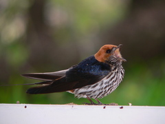 Lesser Striped Swallow photo 5