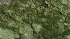 Dermatocarpon miniatum