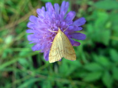 Udea lutealis