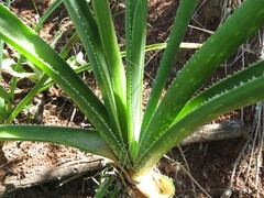 Asphodelaceae