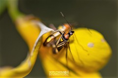 Closterocoris amoenus