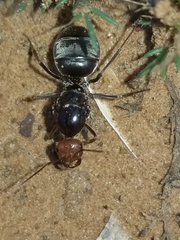 Myrmecocystus placodops