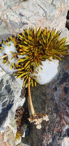 Aciphylla dobsonii (Aciphylla dobsonii)