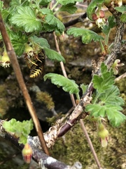 Dolichovespula sylvestris