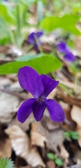Viola palustris