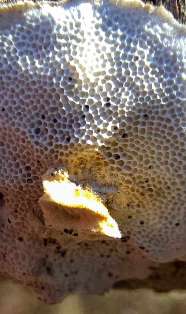 Steccherinum nitidum