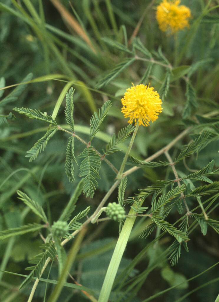 Yellow Puff from Runge Prairie, Manor, Travis Co., TX on May 17, 1985