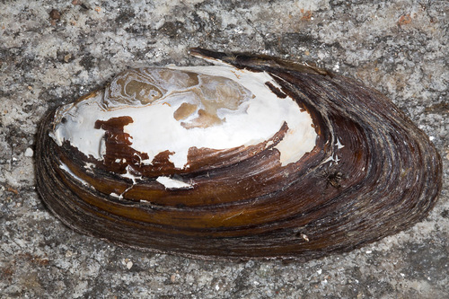 Unio elongatulus