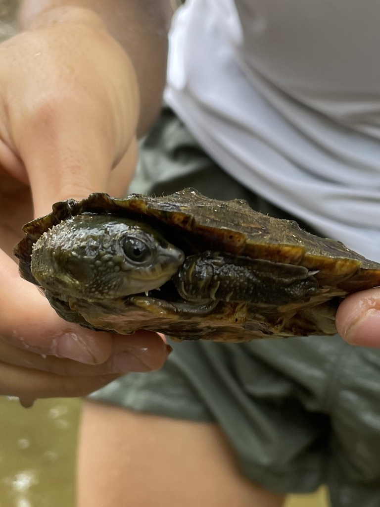 White-throated Snapping Turtle in October 2022 by santi216 · iNaturalist