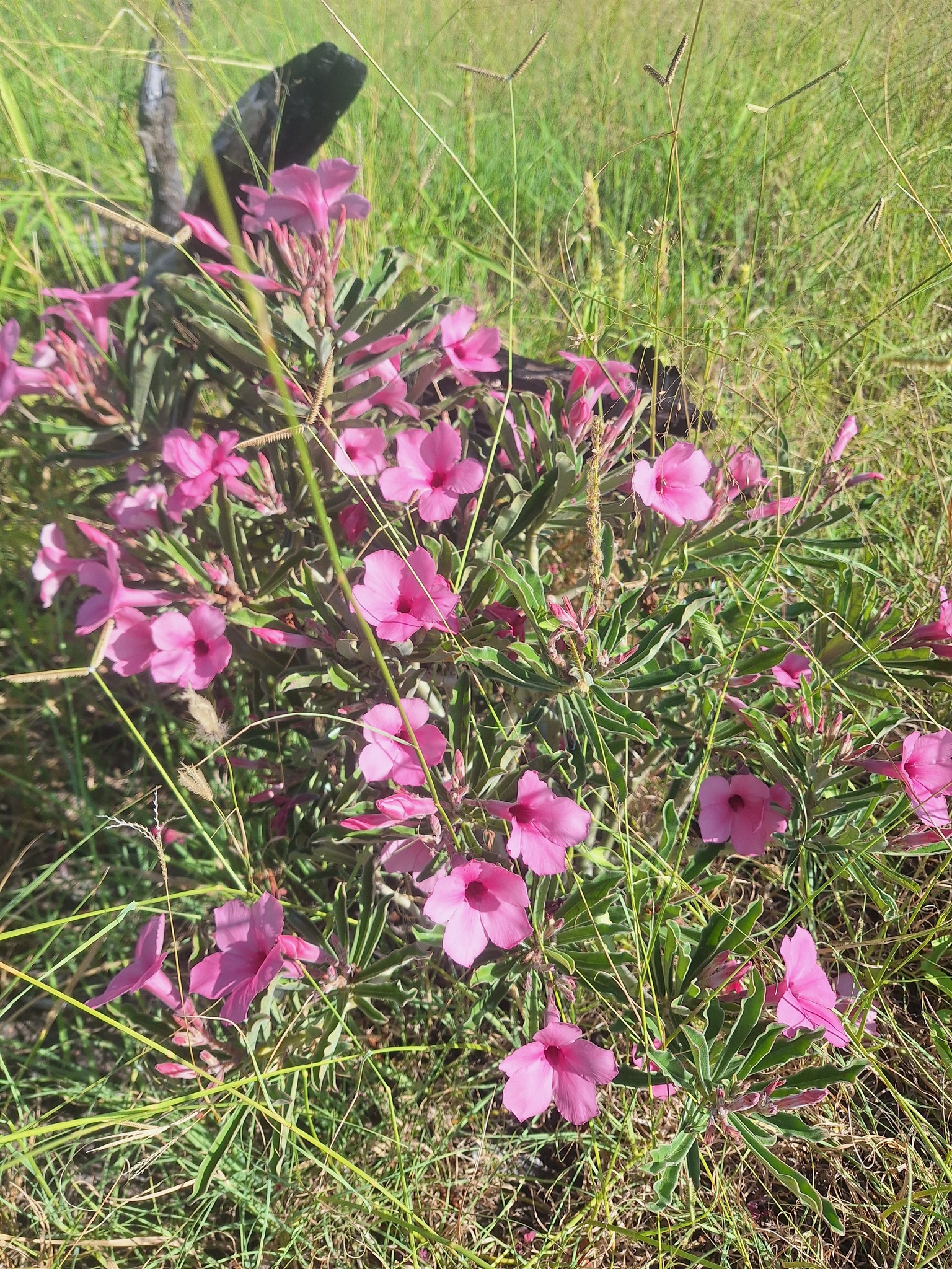 Imagem de Rosa do deserto