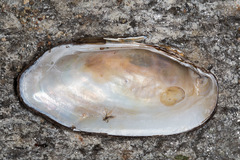 Unio elongatulus