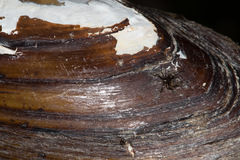 Unio elongatulus
