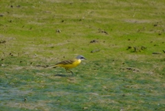 Motacilla flava cinereocapilla