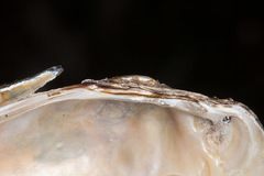 Unio elongatulus