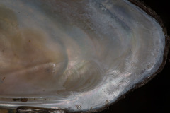 Unio elongatulus
