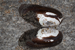 Unio elongatulus
