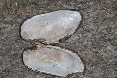 Unio elongatulus