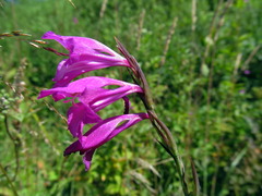 Gladiolus imbricatus