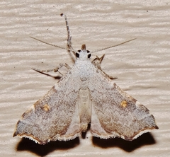 Redectis pygmaea