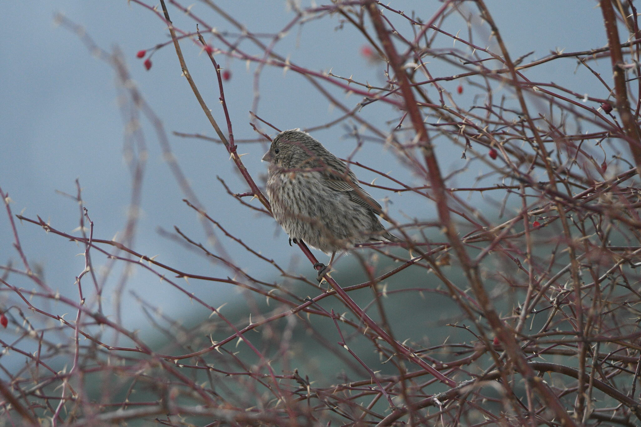 Red-mantled Rosefinch (Carpodacus rhodochlamys), photo 10