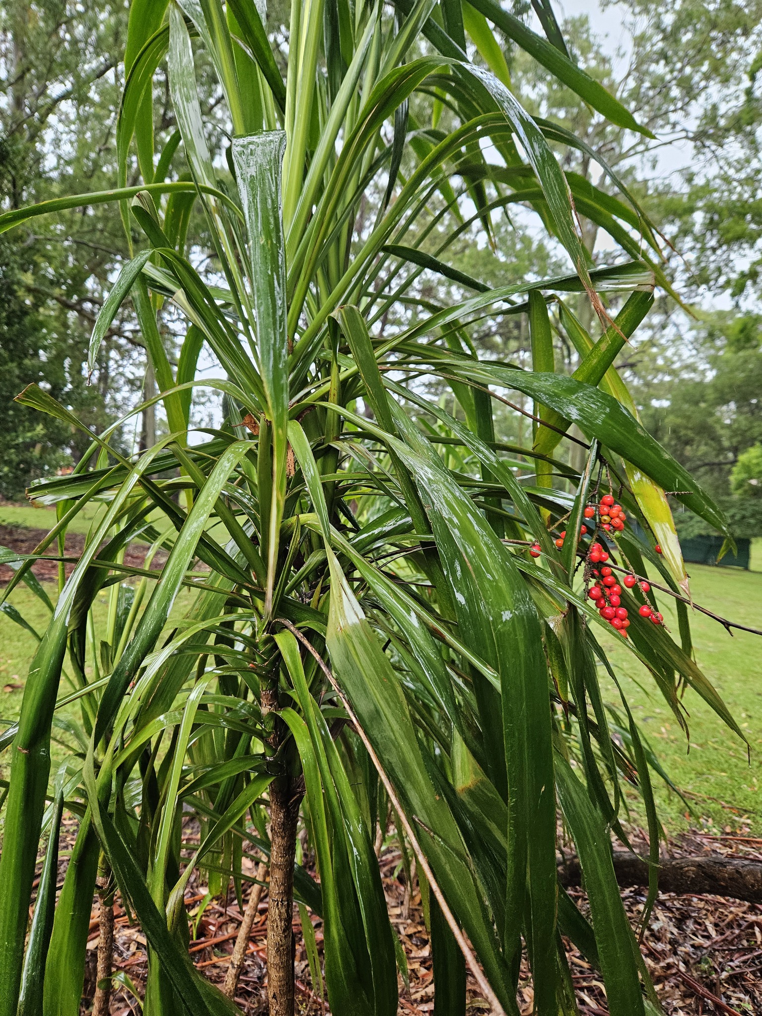Imagem de Dracena