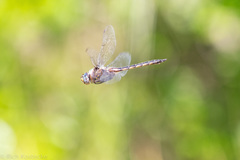 Epitheca petechialis