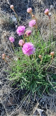 Armeria maritima halleri