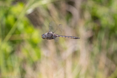 Epitheca petechialis