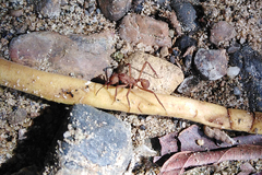 Acromyrmex octospinosus