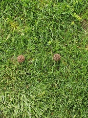 Liquidambar styraciflua