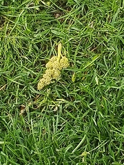 Liquidambar styraciflua