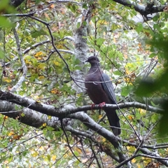 Patagioenas araucana