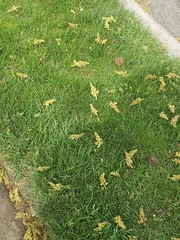 Liquidambar styraciflua