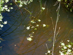 Callitriche cophocarpa