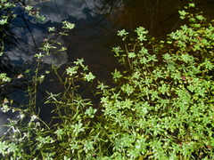 Callitriche cophocarpa