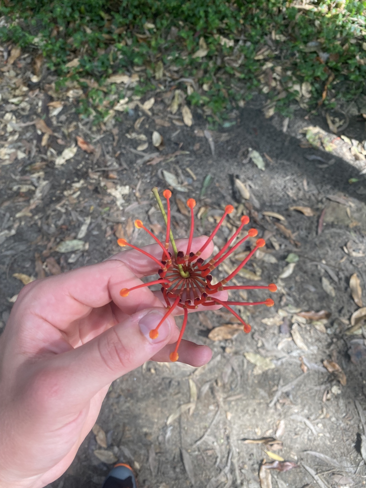 Imagem de Tulipeira-do-gabão