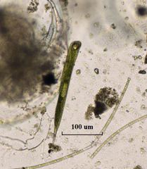 Euglena antefossa