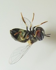 Paragus borbonicus