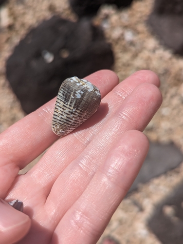 Conus catus observed 2024-02-16