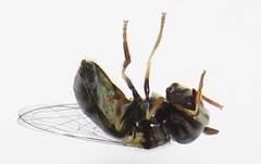 Paragus borbonicus