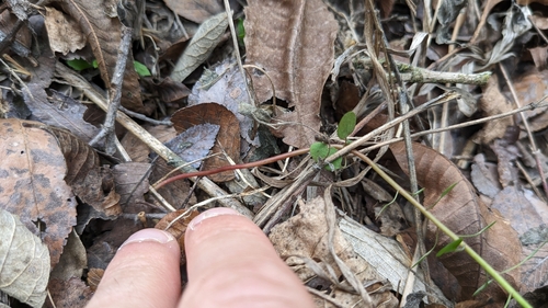 Image of Roemer's spurge by (c) Joseph Aubert, some rights reserved (CC BY)