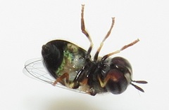 Paragus borbonicus