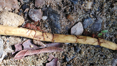 Acromyrmex octospinosus