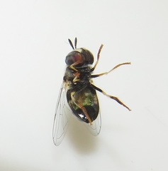 Paragus borbonicus